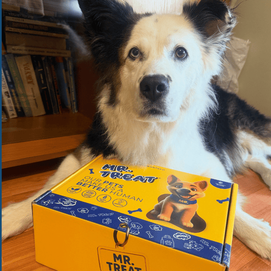 kyче което е на бели и черни петна което има пред себе си кутия на mrtreat и легнало до рафт с книги 