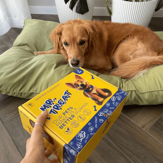 куче на снимката на което му се подава пред лицето кутия на мр.триит, пълна с лакомства