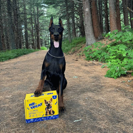 Всичко за Доберман: характер, обучение, грижи и здраве