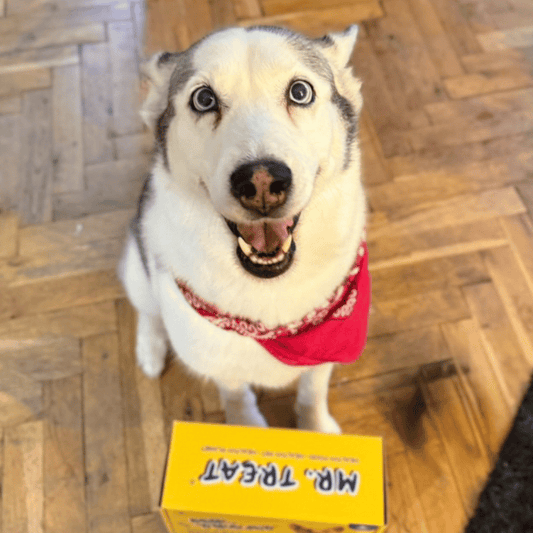 бяло куче с червен бандан гледайки щастливо в камерата докато го снимат в момента в който получава кутия на mr.treat