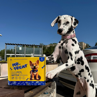 Кутия с кучешки лакомства - Mr. Treat®