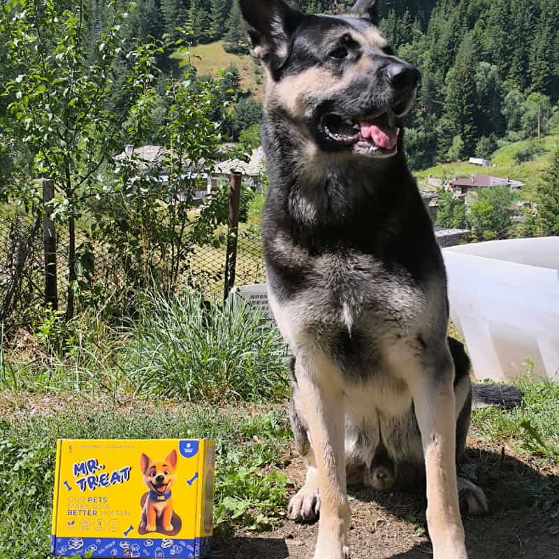 Белгийска овчарска е седнало и гледа в далечината с леко отворена уста, до нея се намира продукта на mrtreat