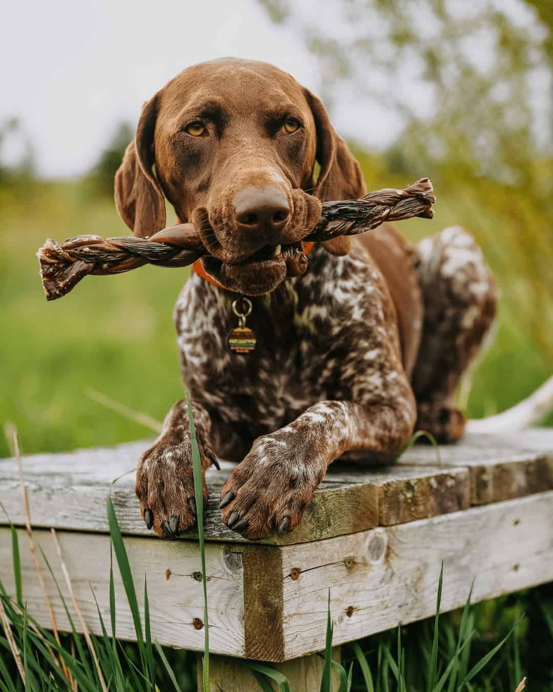 Кафяво куче което държи в устата си един от продуктите на Mr. Treat, легнало е върху дървена плоскост и гледа в далечината