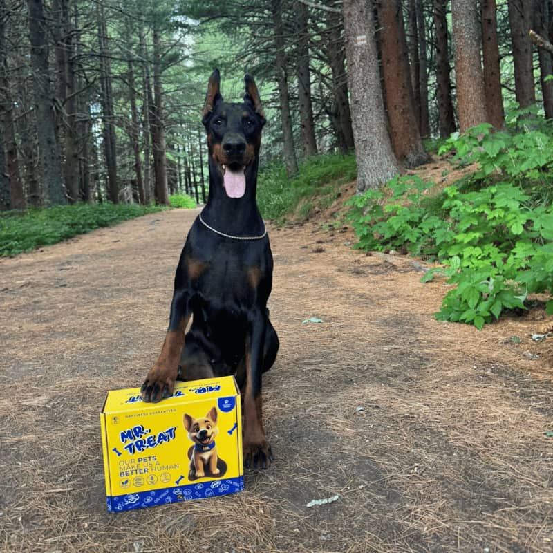 Черен лабрадор е седнал и пред него се намира кутията на Mr. Treat и си е сложил лапата върху нея, обастановката е в гората