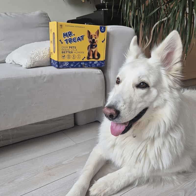 Чисто бяло куче легнало и гледа обектива на клиента, който му е купил лакомствата на Mr. Treat, кутията се намира също в кадър